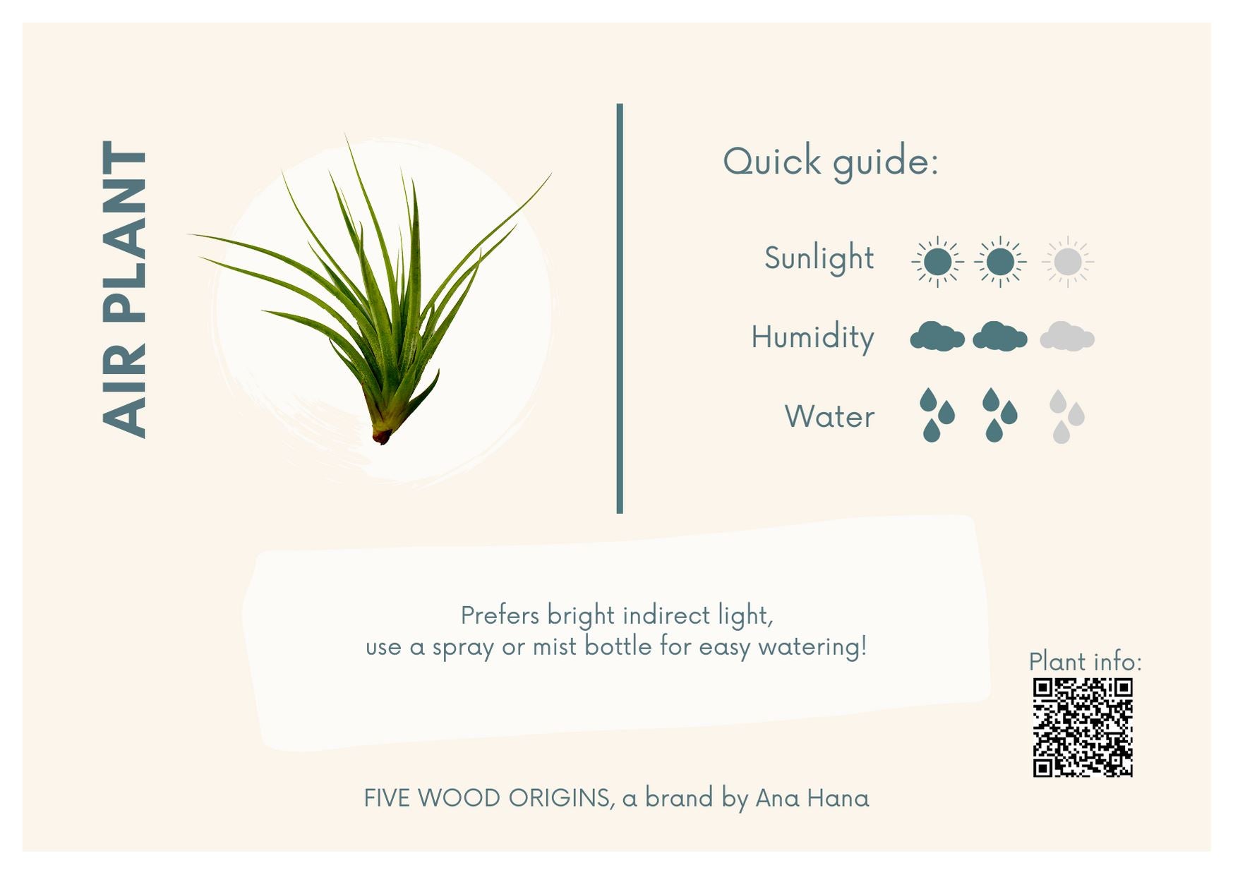 warneckii dracaena Dracaena Warneckii tips – Plant Material