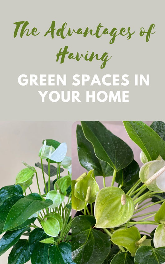 The Advantages of Having Green Spaces in Your Home - Ana Hana Flower